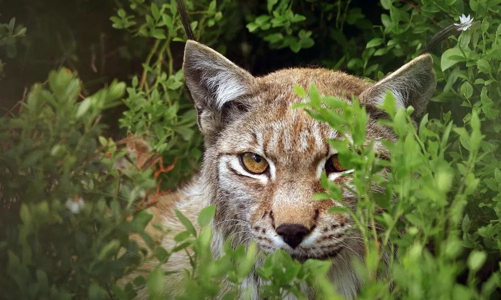 Viasat Nature Europe s Wilderness Viasat Nature представя: кинематографично сафари из „Дивата природа на Европа“