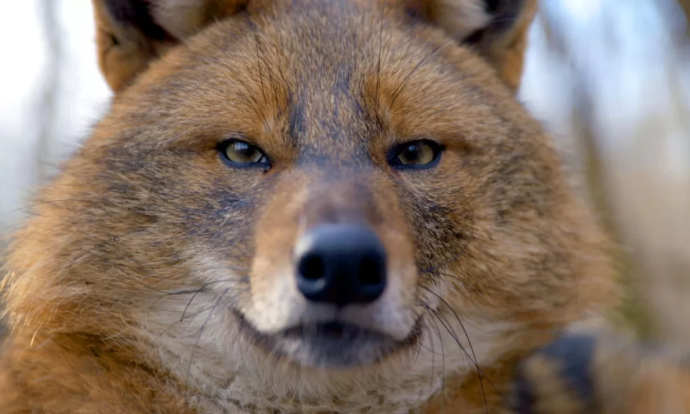 Viasat Nature Europe s Wilderness Golden jackal Viasat Nature представя: Дивата природа на Европа и Дивият свят на Патрик Арий