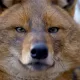 Viasat Nature Europe s Wilderness Golden jackal Viasat Nature представя: Дивата природа на Европа и Дивият свят на Патрик Арий