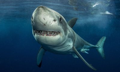Viasat Nature PLANET SHARK EP1 STILL 1 VIASAT NATURE месец на океаните и седмица на вулканите