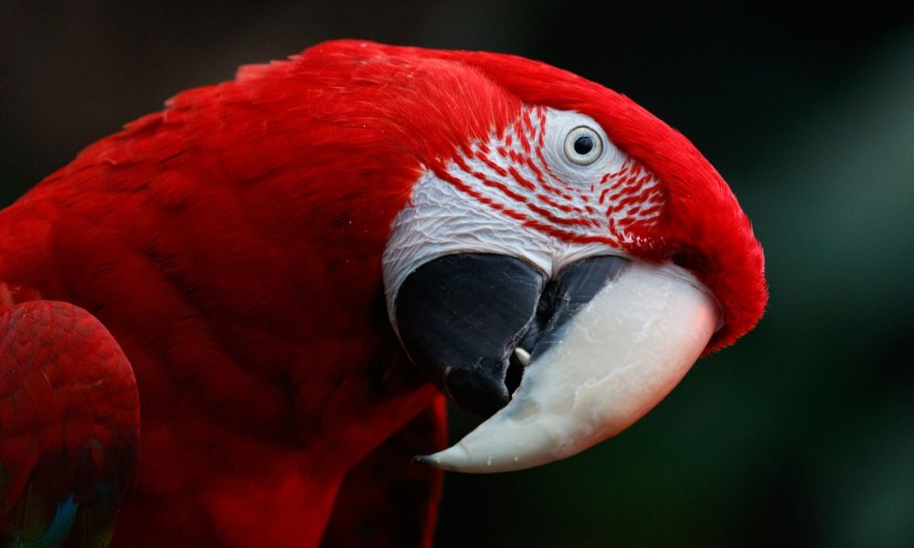 Viasat Nature Birds 4 GettyImages 1386223330 Спят ли птиците, докато летят: Viasat Nature отговаря