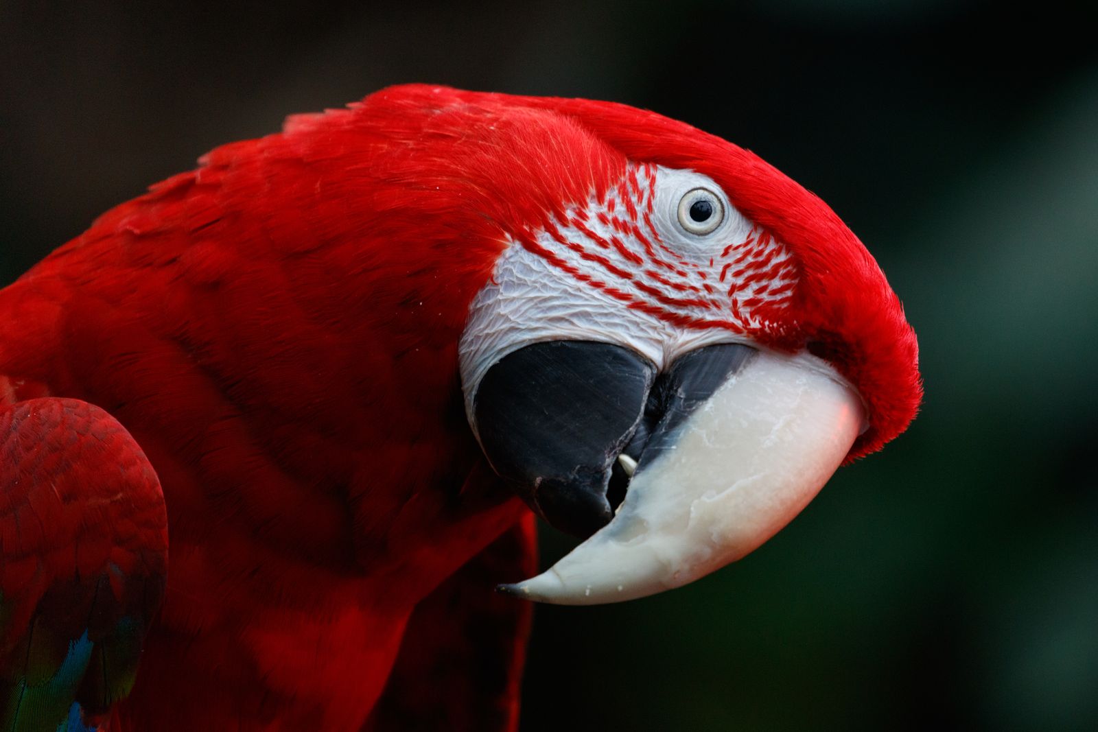 Viasat Nature Birds 4 GettyImages 1386223330 Спят ли птиците, докато летят: Viasat Nature отговаря