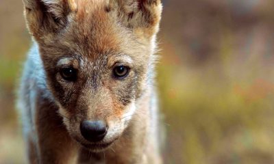 Viasat NATURE Wolf Wonderers pup close up Ispida Wildlife Productions