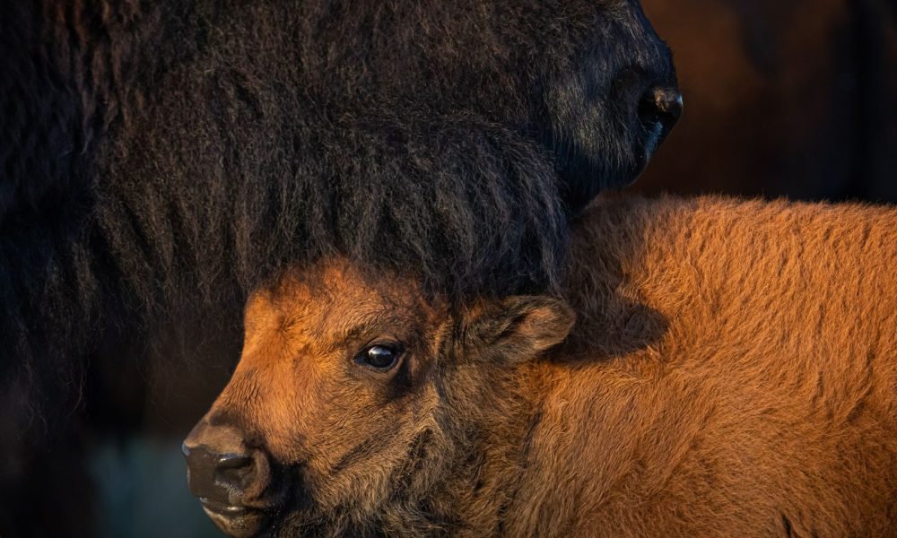 Viasat Nature Wild Texas Bison Сезон на Дивата Америка по VIASAT NATURE