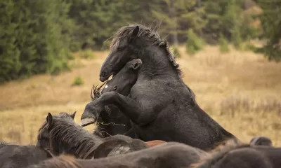 Viasat Nature Hooves in the wind photo Dusan Senko 1 2 Островът на макаците, Лъвско братство и диви коне На крилете на вятъра по VIASAT NATURE