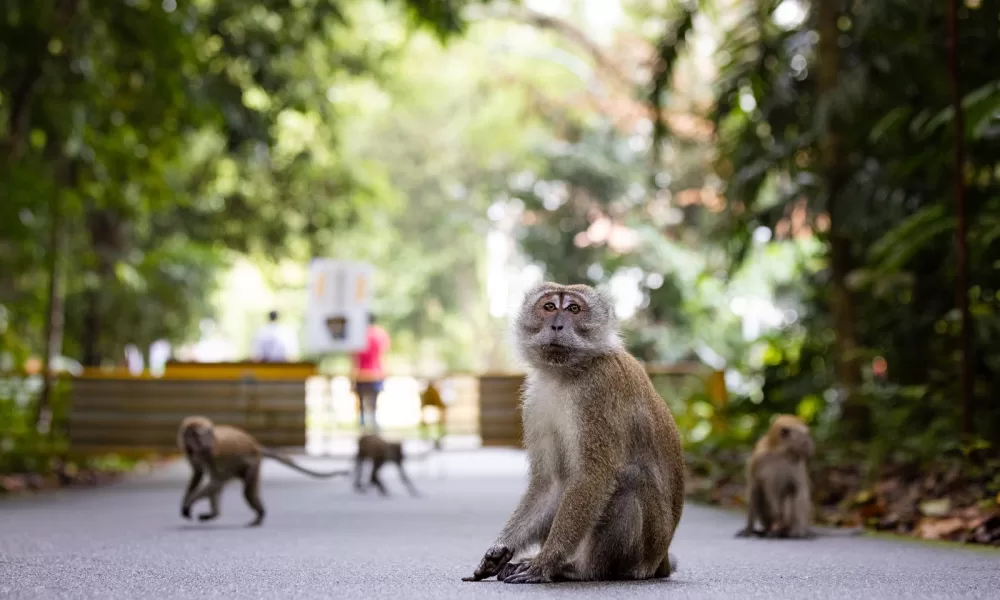 Viasat Nature Macaque Island 1 Viasat NATURE за скрития живот на макаците в Сингапур