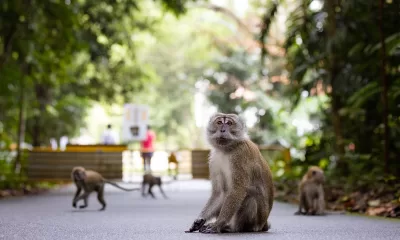 Viasat Nature Macaque Island 1 Viasat NATURE за скрития живот на макаците в Сингапур