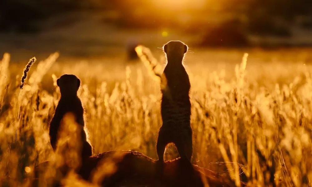 Viasat Nature NAMIBIA 1 Bild 42 Viasat NATURE представя дивите чудеса на Африка този юли