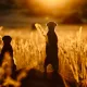 Viasat Nature NAMIBIA 1 Bild 42 Viasat NATURE представя дивите чудеса на Африка този юли
