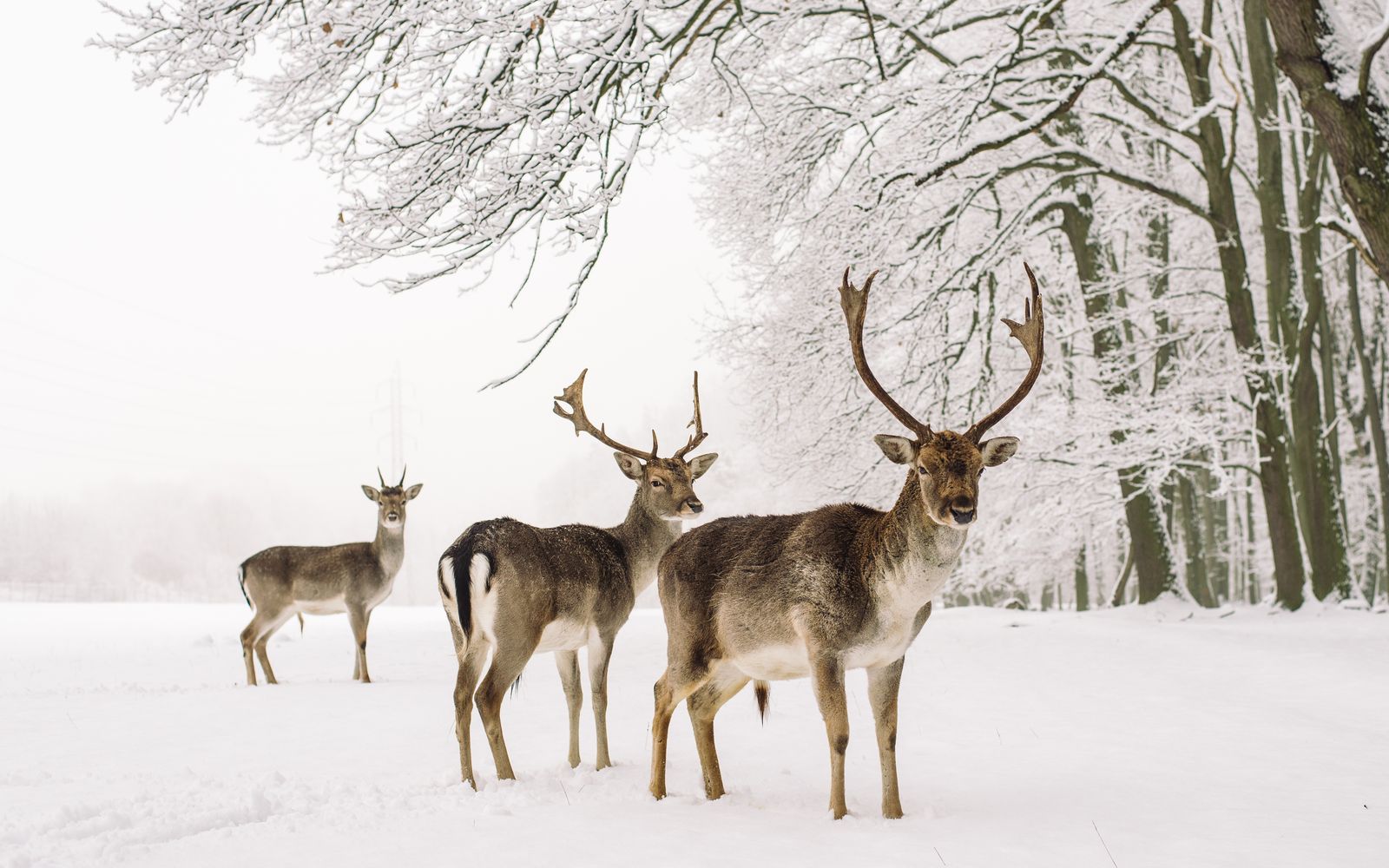 Viasat Nature WILD WINTER Fallow deer with antlers standing in snow Дивата зима по VIASAT NATURE 