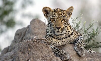 Viasat Nature Leopard Thrones A Copy of TJM Xongile 4 copy Леопардова Игра на тронове, Истинска книга за джунглата и Раптори по VIASAT NATURE