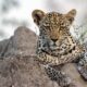 Viasat Nature Leopard Thrones A Copy of TJM Xongile 4 copy Леопардова Игра на тронове, Истинска книга за джунглата и Раптори по VIASAT NATURE