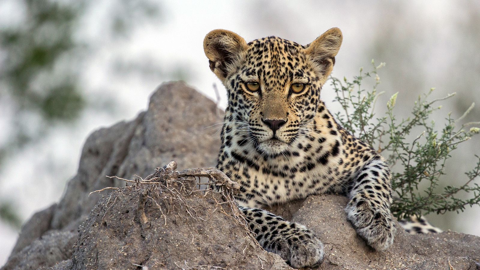 Viasat Nature Leopard Thrones A Copy of TJM Xongile 4 copy Леопардова Игра на тронове, Истинска книга за джунглата и Раптори по VIASAT NATURE