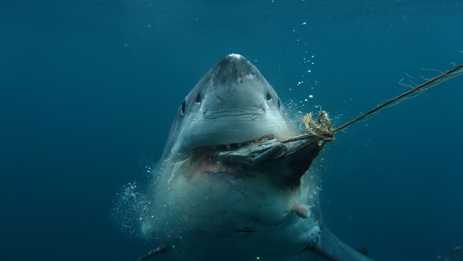 Viasat NATURE Boss Shark Power 21 VIASAT NATURE представя Шефът на акулите в подводна битка за надмощие