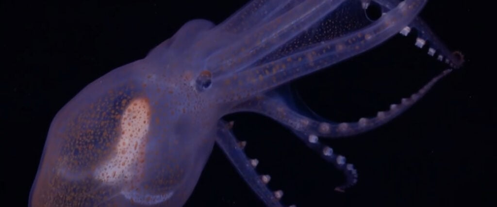 Viasat Explore MOD Monsters Of The Deep Viasat EXPLORE: 5 неща, които не знаете за митичните зверове на океана