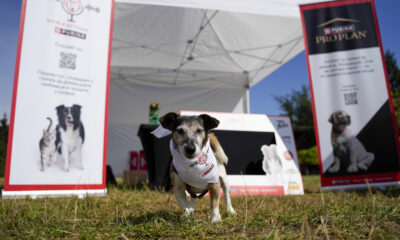 DSC1737 Любимата на много домашни любимци храна Purina, отново се включва в „Нестле за Живей Активно!“