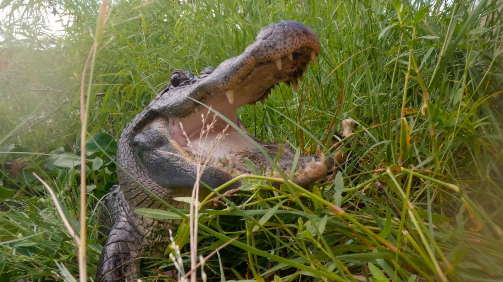 Viasat Nature Texas Gator Savers S01 E06 Still 08 Viasat Nature в Gator Country или как се спасяват алигатори в Тексас