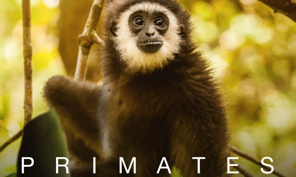 VIASAT NATURE_Primates_STANDARD_3000x3000