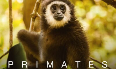 VIASAT NATURE_Primates_STANDARD_3000x3000