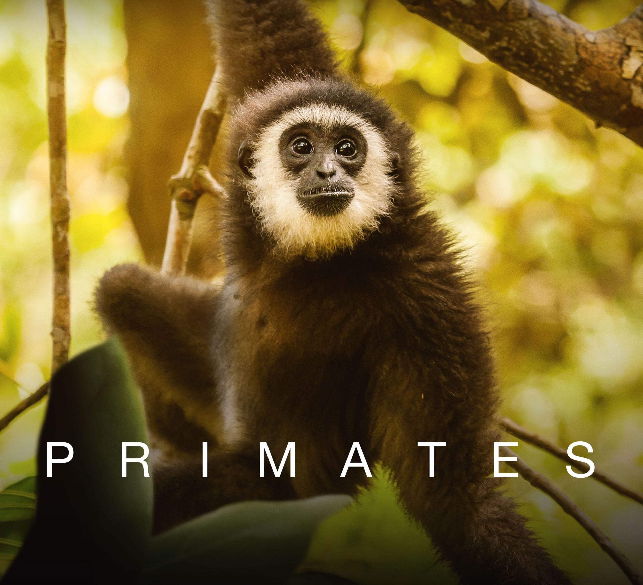 VIASAT NATURE_Primates_STANDARD_3000x3000