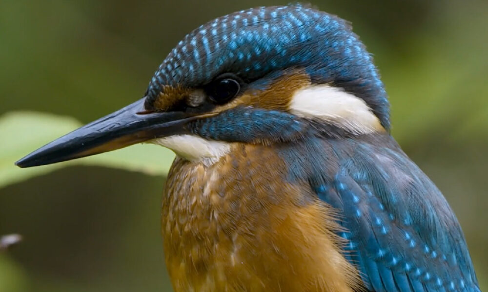 Viasat Nature-Inside the Forest_Unknown-4