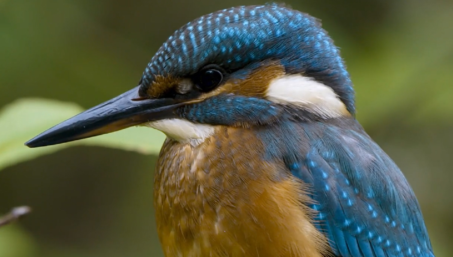 Viasat Nature-Inside the Forest_Unknown-4