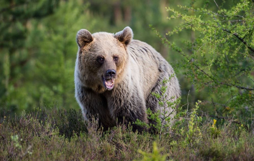 Viasat Nature_Wild Slovakia with Nigel Marven_Brown_Bear3