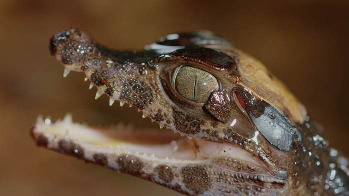 image001 1 Екстремен свят, Дива игра и Животът в гората по VIASAT NATURE
