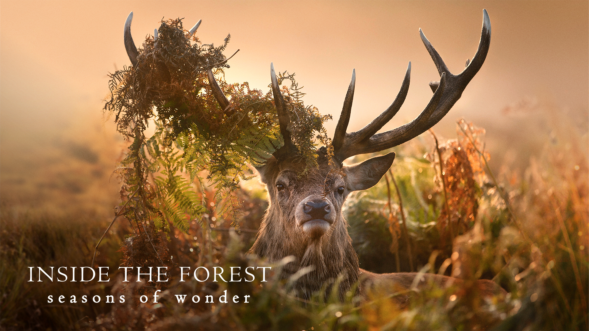 Viasat Nature_Inside_the_Forest_HorizontalPoster_1920x1080px
