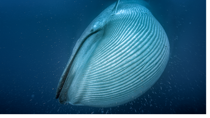 image 12 Сезон на океанския свят, Кораловият град и Сините китове по VIASAT NATURE