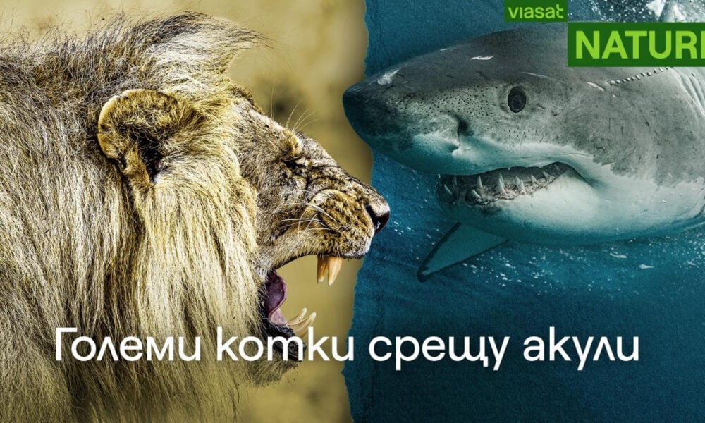 image 18 Големи котки срещу акули: битката на върховните хищници по VIASAT NATURE