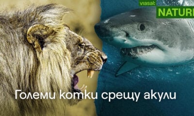 image 18 Големи котки срещу акули: битката на върховните хищници по VIASAT NATURE