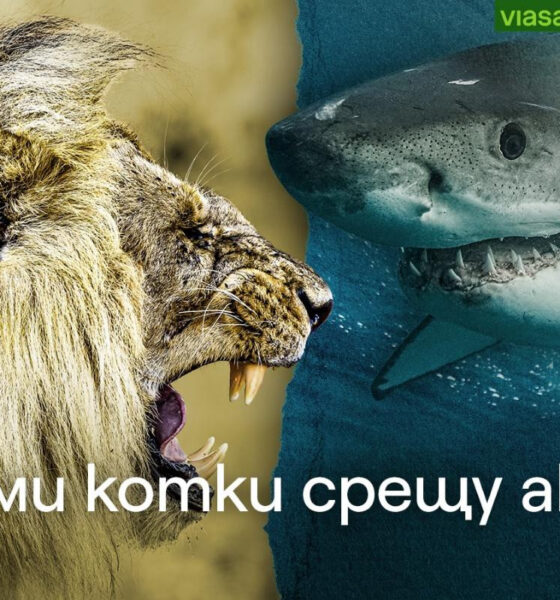image 18 Големи котки срещу акули: битката на върховните хищници по VIASAT NATURE