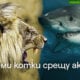 image 18 Големи котки срещу акули: битката на върховните хищници по VIASAT NATURE