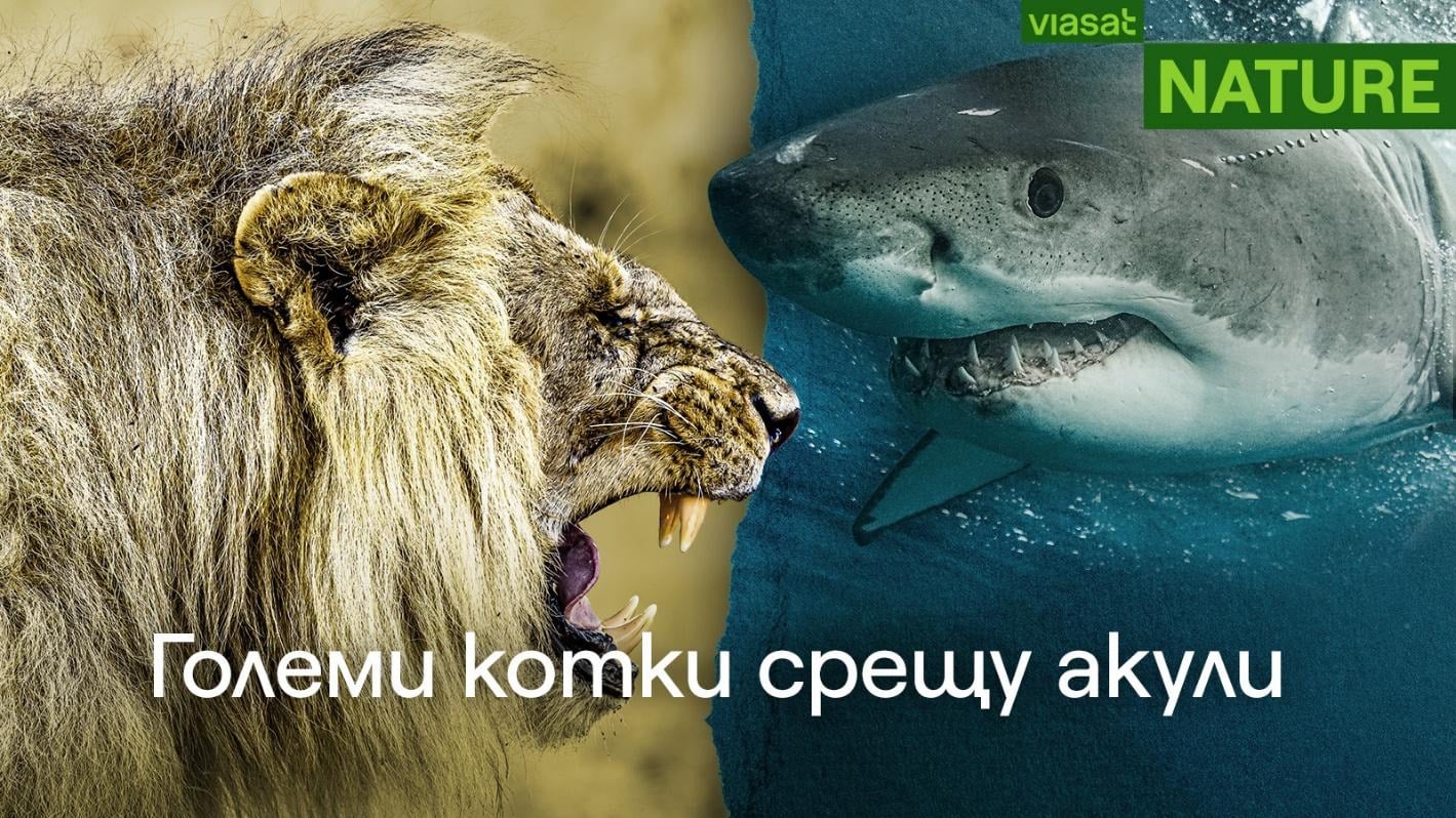 image 18 Големи котки срещу акули: битката на върховните хищници по VIASAT NATURE