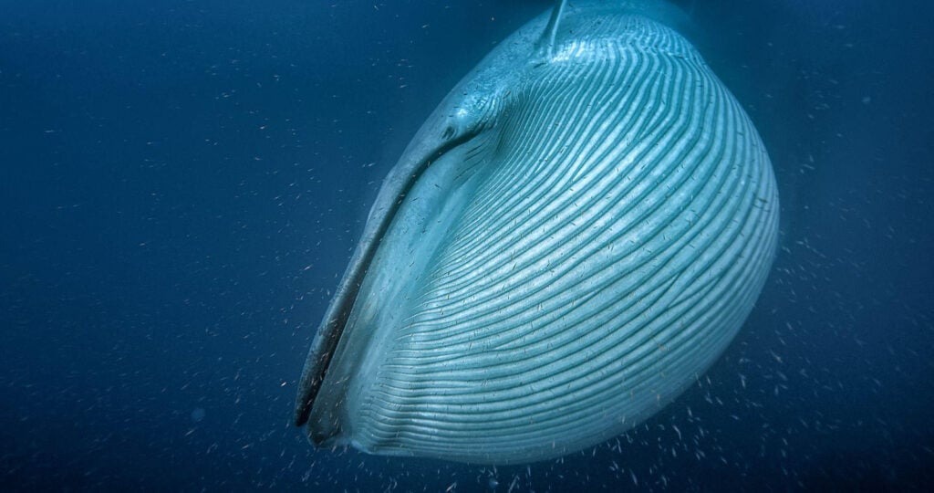 image 59 „Сините китове: завръщането на гигантите“ по Viasat Nature