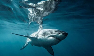 image 71 Сезон на акулите и Живот при температури под нулата по VIASAT NATURE