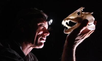viasat nature river monsters 3 4848 От Папуа Нова Гвинея до Суринам: култовият Джереми Уейд по следите на най-страховитите речни хищници 