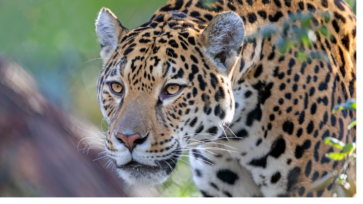 image 23 Сезон на хищниците и Живот при температури под нулата по VIASAT NATURE