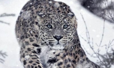 image 45 Сезон на хищниците и Живот при температури под нулата по VIASAT NATURE
