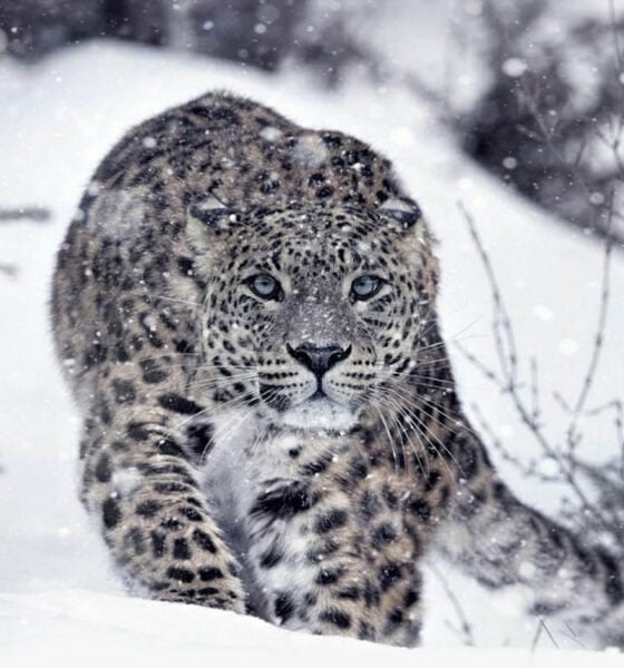 image 45 Сезон на хищниците и Живот при температури под нулата по VIASAT NATURE