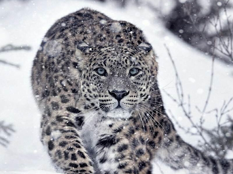 image 45 Сезон на хищниците и Живот при температури под нулата по VIASAT NATURE
