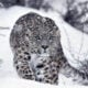 image 45 Сезон на хищниците и Живот при температури под нулата по VIASAT NATURE