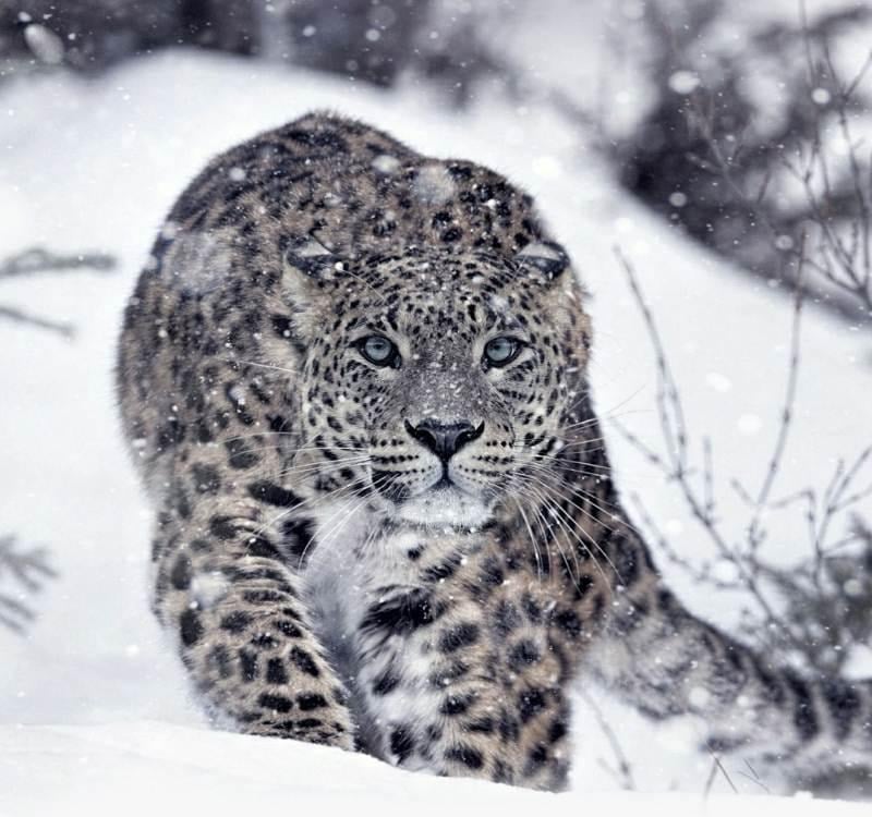 image 45 Сезон на хищниците и Живот при температури под нулата по VIASAT NATURE