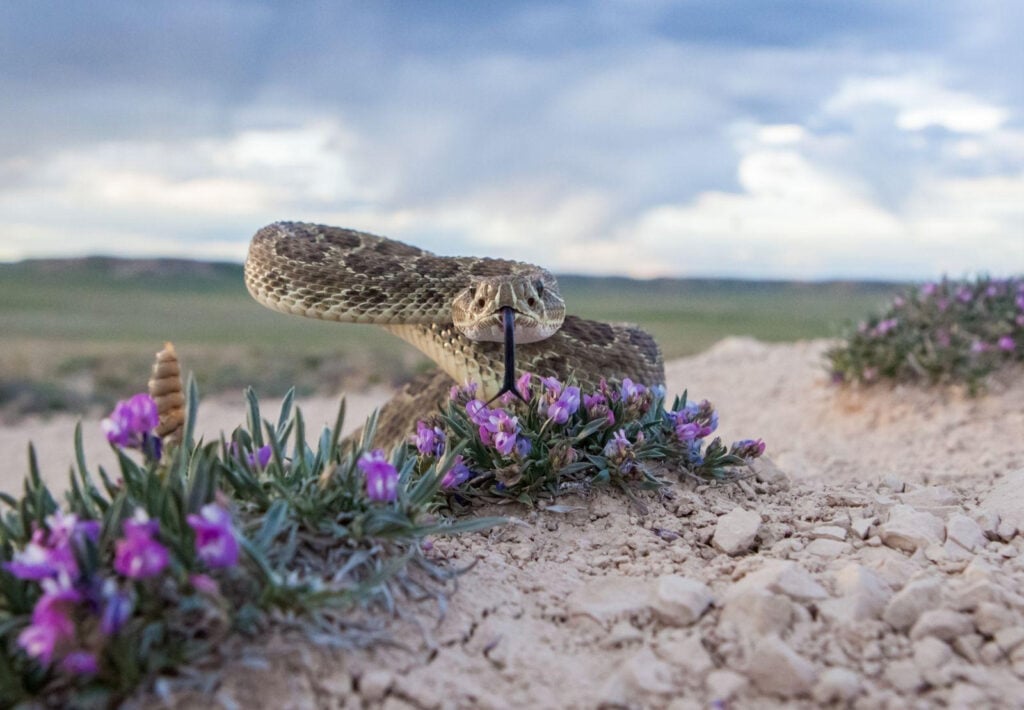 image 22 Дивите бойни полета: Планетата е бойно поле по Viasat NATURE