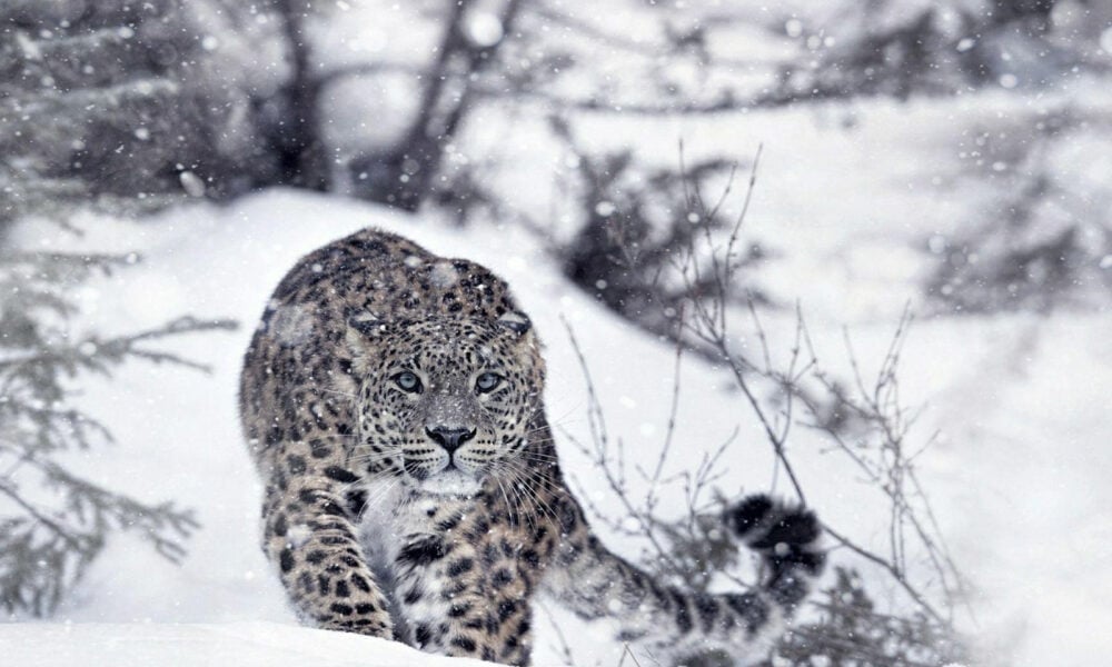 image 23 Дивите бойни полета: Планетата е бойно поле по Viasat NATURE