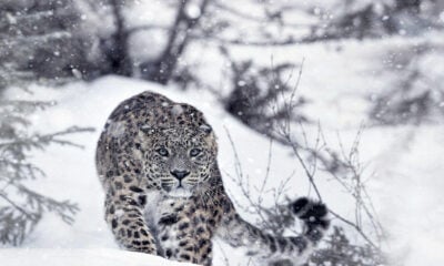 image 23 Дивите бойни полета: Планетата е бойно поле по Viasat NATURE