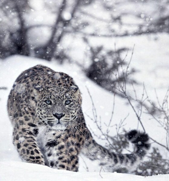 image 23 Дивите бойни полета: Планетата е бойно поле по Viasat NATURE