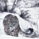 image 23 Дивите бойни полета: Планетата е бойно поле по Viasat NATURE