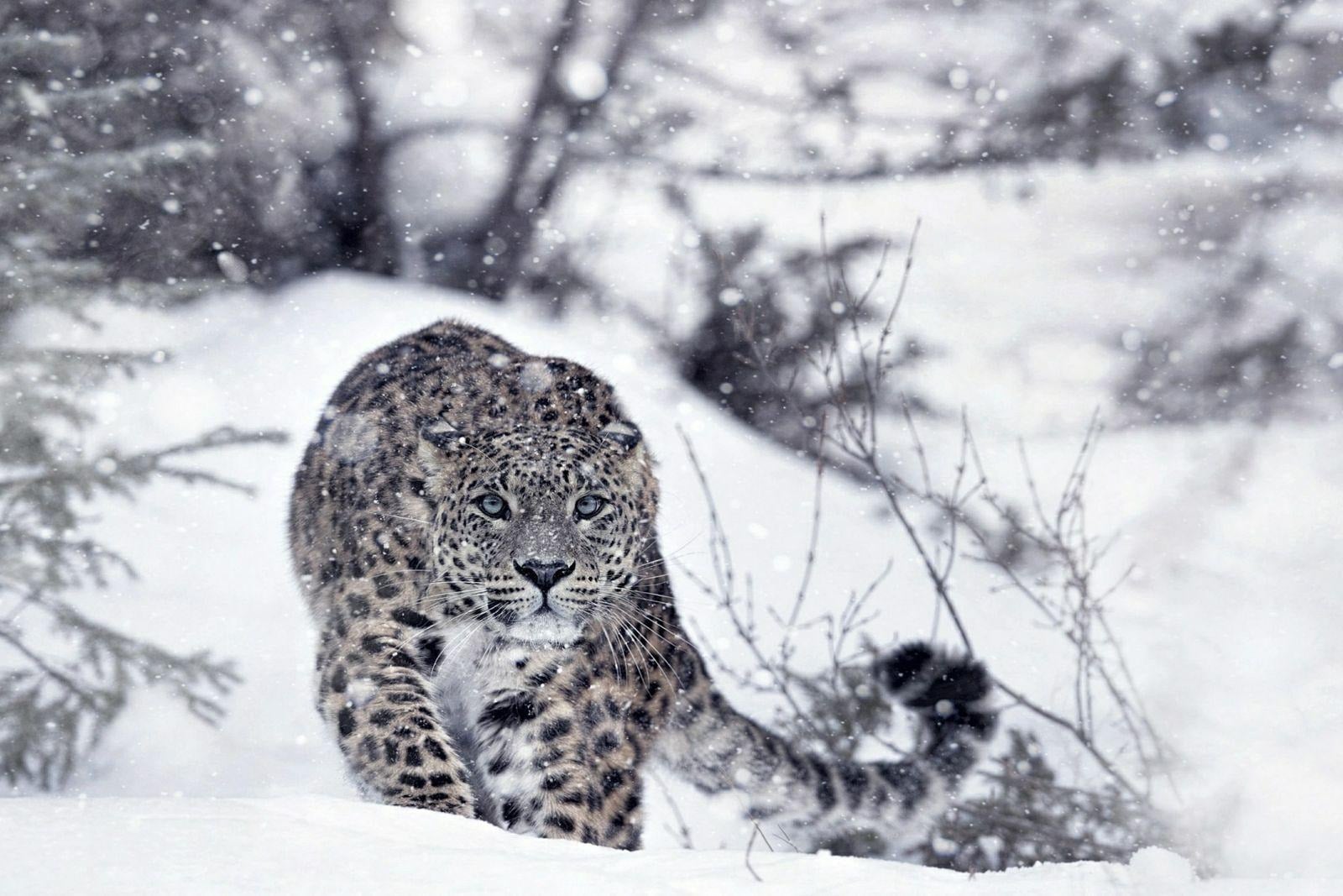 image 23 Дивите бойни полета: Планетата е бойно поле по Viasat NATURE